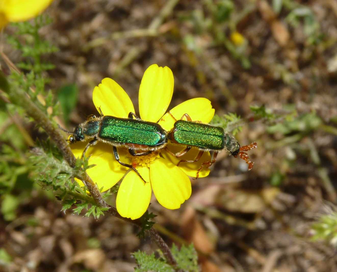 Coleoptera bello e bizzarro: Cerocoma schreberi (Meloidae)